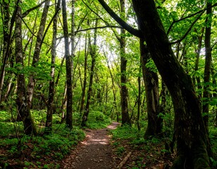Lush forest path (4)