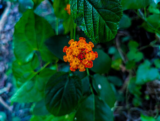 Flower garden, lantana Flower 