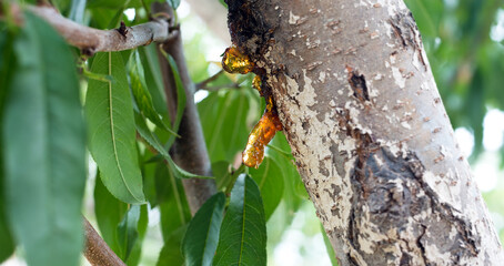 Gummosis on peach branches