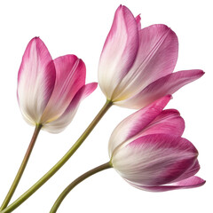 Fototapeta premium Three delicate pink and white tulips with green stems isolated on transparent background