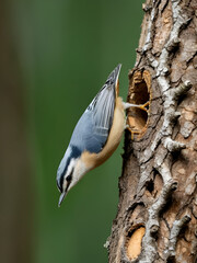 Eurasian Nuthatch feeding on the thick bark of an old tree with a hole.