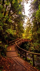 Lush forest path with wooden bridge