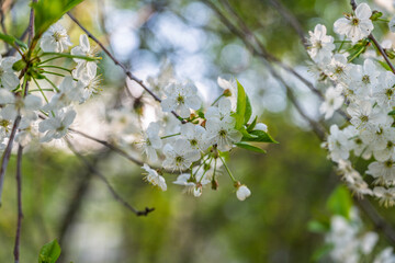 White blossoming apple trees. White apple tree flowers