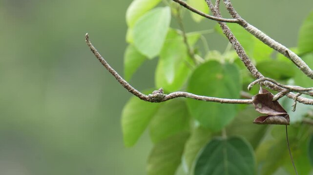 Whiskered Treeswift (Hemiprocne comata) on a branch bird watching in the forest