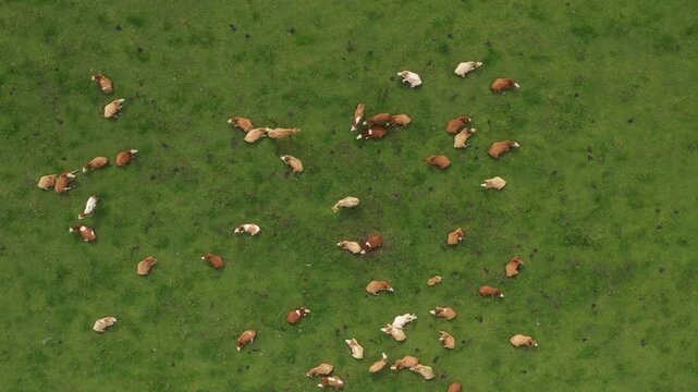 Aerial view of beef cattle on a mountain pasture. Sustainable breeding in &Scaron;umava in South-West Bohemia. Cows keep the meadows in good condition. Agriculture and the environment in the European Union.
