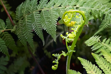 Closeup on new young leaves or fiddle-head of fern in backyard garden show beautiful form and texture in summer sunlight.