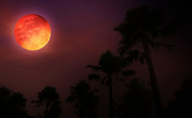 Halloween image show bright full blood moon with creepy dark sky and silhouette of trees in the forest. Image use for Halloween presentation festive background.