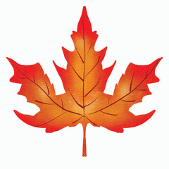 Illustration of an Autumn Oak Leaf