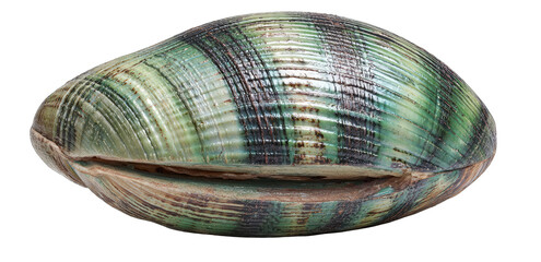 Colorful, oval seashell with intricate green and dark markings