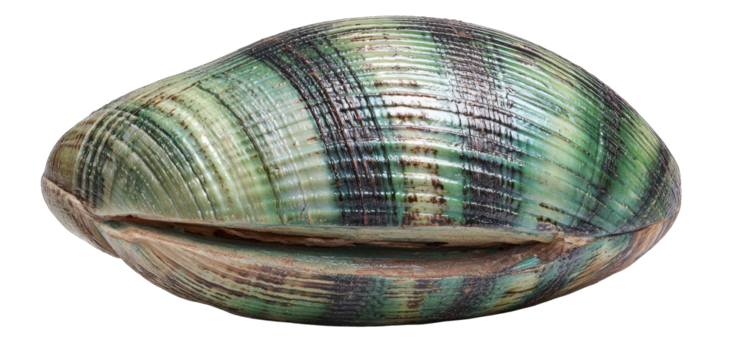 Colorful, oval seashell with intricate green and dark markings