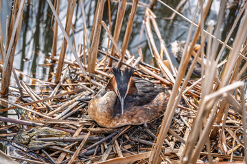 Great Crested Grebe, Podiceps cristatus, water bird sitting on the nest, nesting time on the green lake
