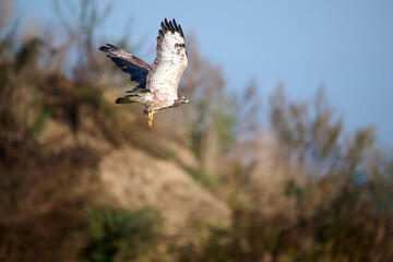 buzzard flying