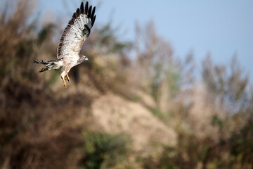 buzzard flying