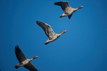 flying geese against a blue background