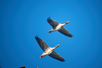 flying geese against a blue background