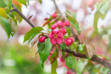 Fototapeta premium Fresh pink flowers of a blossoming apple tree with blured background