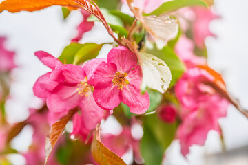 Obraz premium Fresh pink flowers of a blossoming apple tree with blured background