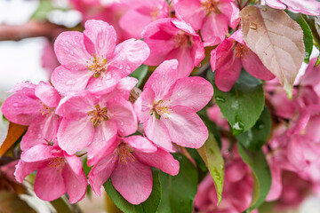 Fototapeta premium Fresh pink flowers of a blossoming apple tree with blured background