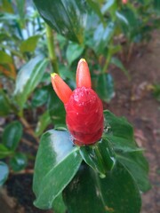 The Pacing pentul plant or Costus spicatus is known as a medicinal plant that has various health benefits