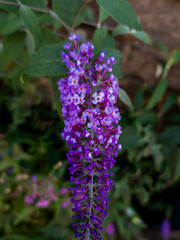 Buddleja davidii, commonly known as a Butterfly Bush - Edinburgh, Scotland, United Kingdom
