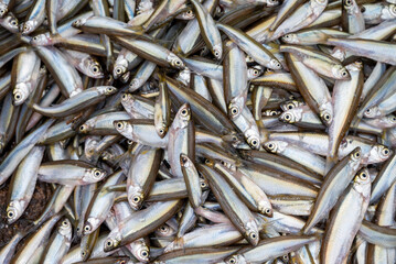 Small Anchovies silver fish. Fish sprats at the fish market. Fresh organic fish