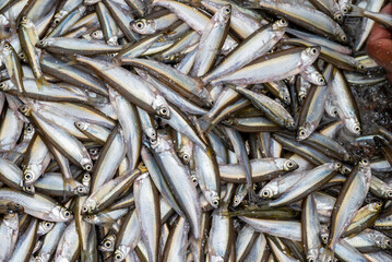 Small Anchovies silver fish. Fish sprats at the fish market. Fresh organic fish