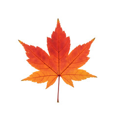 Vibrant red and orange autumn Japanese maple leaf isolated on a clean white background, showcasing the beauty of fall foliage