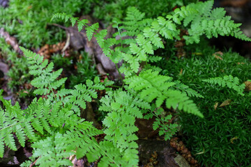 ​A close-up shows a young fern growing on a mossy carpet among fallen leaves, creating a layered and textured composition. This image conveys a sense of growth and renewal in a dense forest environmen