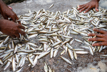 Small Anchovies silver fish. Fish sprats at the fish market. Fresh organic fish