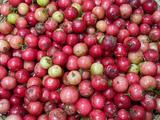 Close-Up of Ripe and Unripe Flacourtia Jangomas Fruits (Indian Coffee Plum)