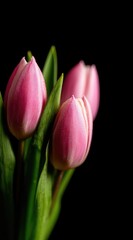 Fototapeta premium Close-up of three pink tulip buds with green leaves against a stark black background, showcasing soft lighting and delicate flower petals