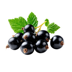 A fresh bunch of ripe blackcurrant berries with vibrant green leaves on a stem, isolated against a pure white background