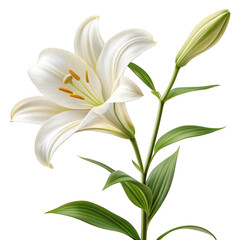 Fototapeta premium Elegant white lily flower and bud isolated on transparent background