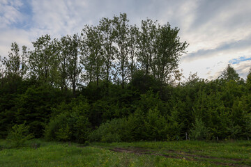 A picturesque forest mass under a cloudy sky creates a mysterious atmosphere. Dense green vegetation and fluffy clouds add depth and drama to the image.