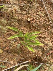 A vibrant green, fern-like plant with finely serrated fronds thrives on a rugged, reddish-brown rocky terrain. The intricate foliage stands out against the dry, earthy ground,  small stones, gravel. 
