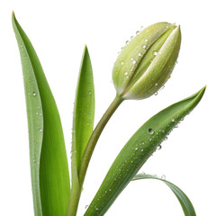 Fototapeta premium Single light green tulip bud with water droplets isolated on transparent background
