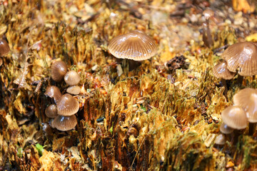 ​A group of mushrooms grows on the surface of an old decaying stump with a distinct texture. The macro shot showcases the unique glistening caps and delicate stems of the mushrooms, creating a captiva