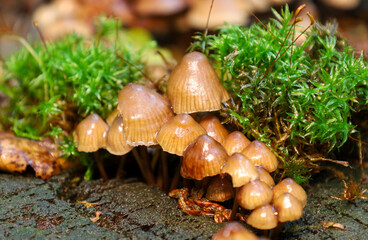 A rare sight of tiny mushrooms growing on an old decaying stump. The dense cluster of mushrooms creates a captivating composition, highlighting the richness of natural biodiversity.