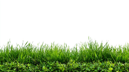 Lush Green Grass and Plants on White Background