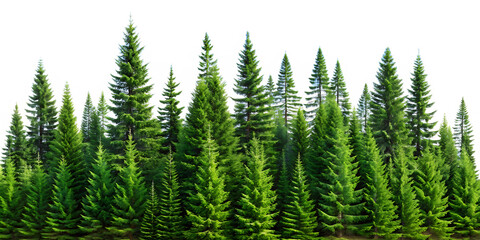 Obraz premium spruce tree forest landscape with sky isolated on white background ,PNG. AI Generated.