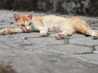 A close-up, eye-level shot of a tabby cat with closed eyes, appearing to be sound asleep on a concrete or stone ledge