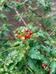 Obraz premium red berries on a bush