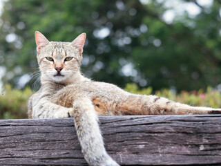 a tabby cat with a scruffy appearance, contorted to groom itself on a wooden bench. Its head is down, focusing on its back, with a blurred outdoor background.
