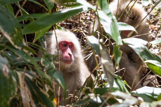 Closeup of red face Japanese macaque or snow monkey in kamikoch bushes in Japan
