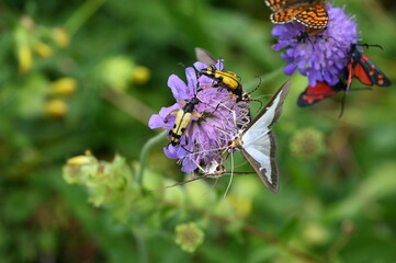 Schmetterlinge und Käfer auf einer Blüte