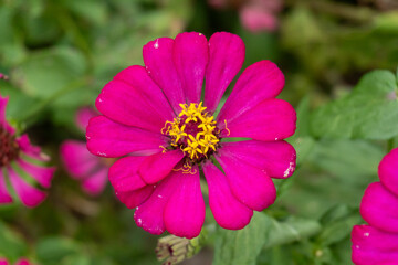 Vibrant pink zinnia flower with fresh yellow center blooming in garden. Bright close-up macro photography perfect for nature, botanical, floral, summer, background, and decorative design.