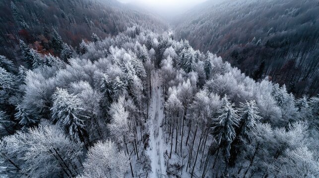 Snowy forest valley, aerial view