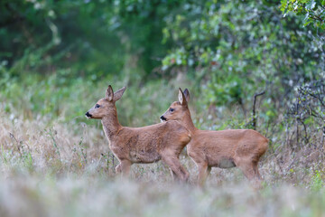 Two Roe deer fawns coming out of an undergrowth and entering in a clearing. Capreolus capreolus, Sologne, Loiret 45, région Centre Val de Loire, France, European Union, Europe