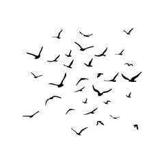 A flock of flying silhouette birds. Black on white background. Vector