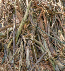 A closeup shot of a pile of tree branches in the forest